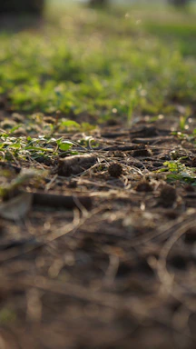 Close-up of soil and greenery on an empty plot.