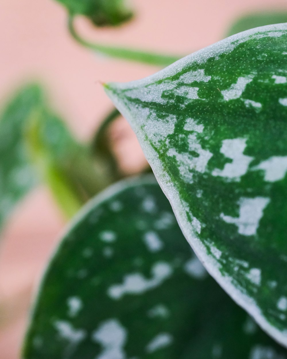 green leaf plant in close up photography