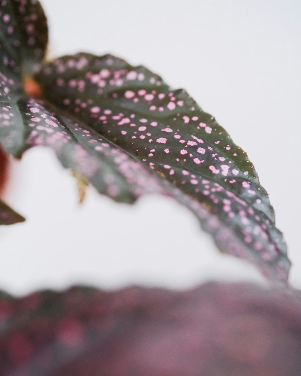 green and red leaf plant