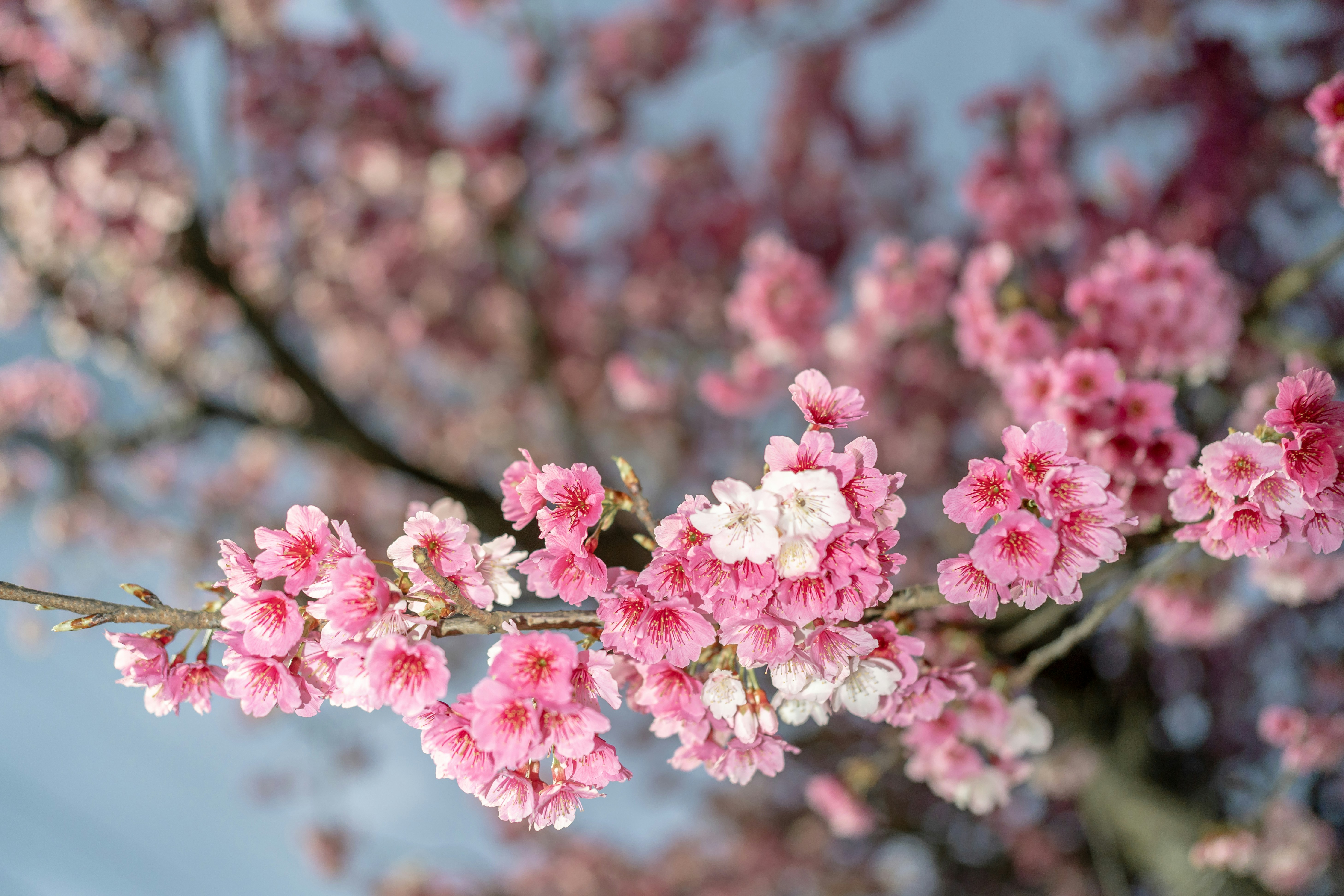 Photo by winstonchen