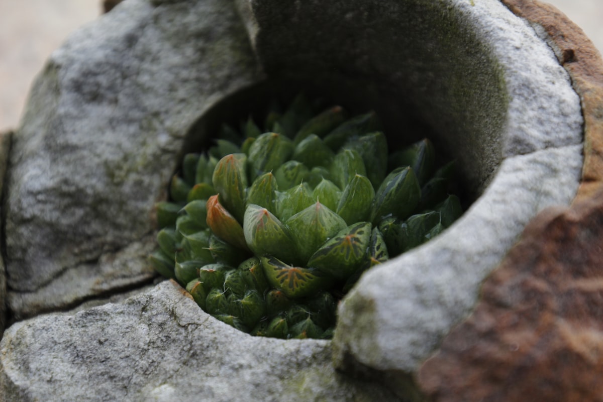 ステファニア・エレクタなど塊根植物に合う土の配合