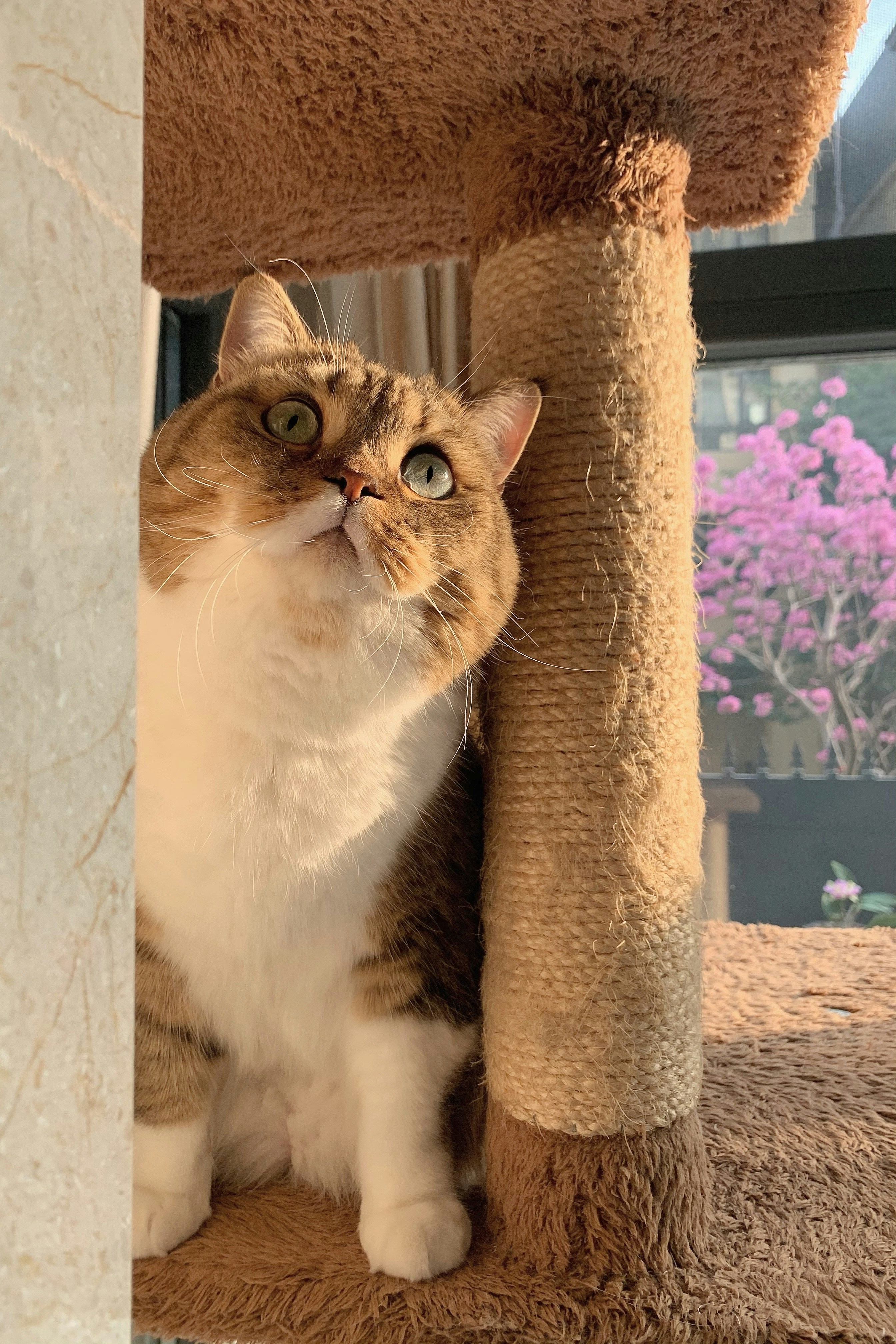 茶色の猫の木の白と茶色の猫の写真 Unsplashの無料写真