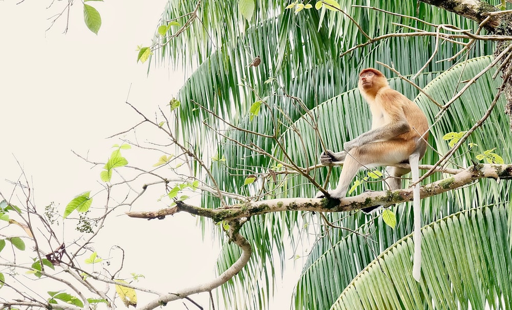 日中の木の枝にとまる茶色の猿