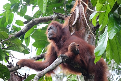 An orangutan is lounging on a tree branch surrounded by lush green leaves. The orangutan has a reddish-brown fur and is gazing thoughtfully into the distance. The setting is a dense jungle environment with rich foliage.