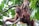 An orangutan is lounging on a tree branch surrounded by lush green leaves. The orangutan has a reddish-brown fur and is gazing thoughtfully into the distance. The setting is a dense jungle environment with rich foliage.