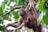 An orangutan is lounging on a tree branch surrounded by lush green leaves. The orangutan has a reddish-brown fur and is gazing thoughtfully into the distance. The setting is a dense jungle environment with rich foliage.