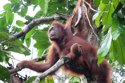 Close-up of an orangutan calmly observing from the dense jungle branches.