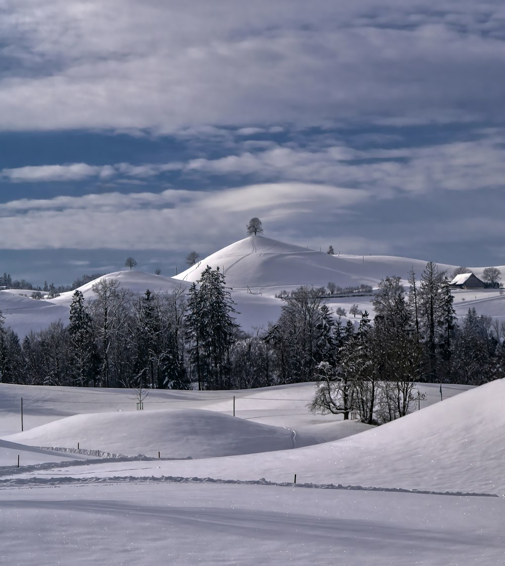 snow covered field and trees under white clouds and blue sky during daytime