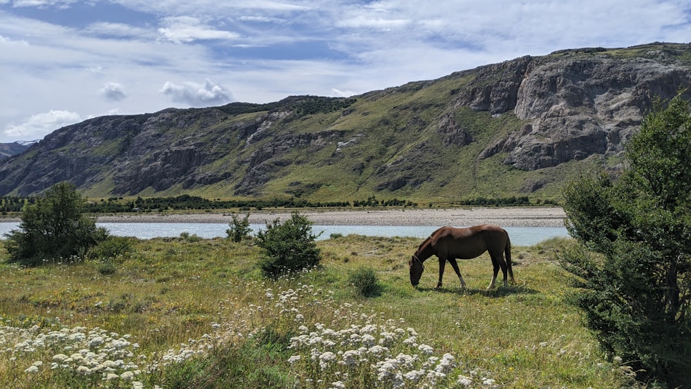 brown horse eating grass near lake during daytime