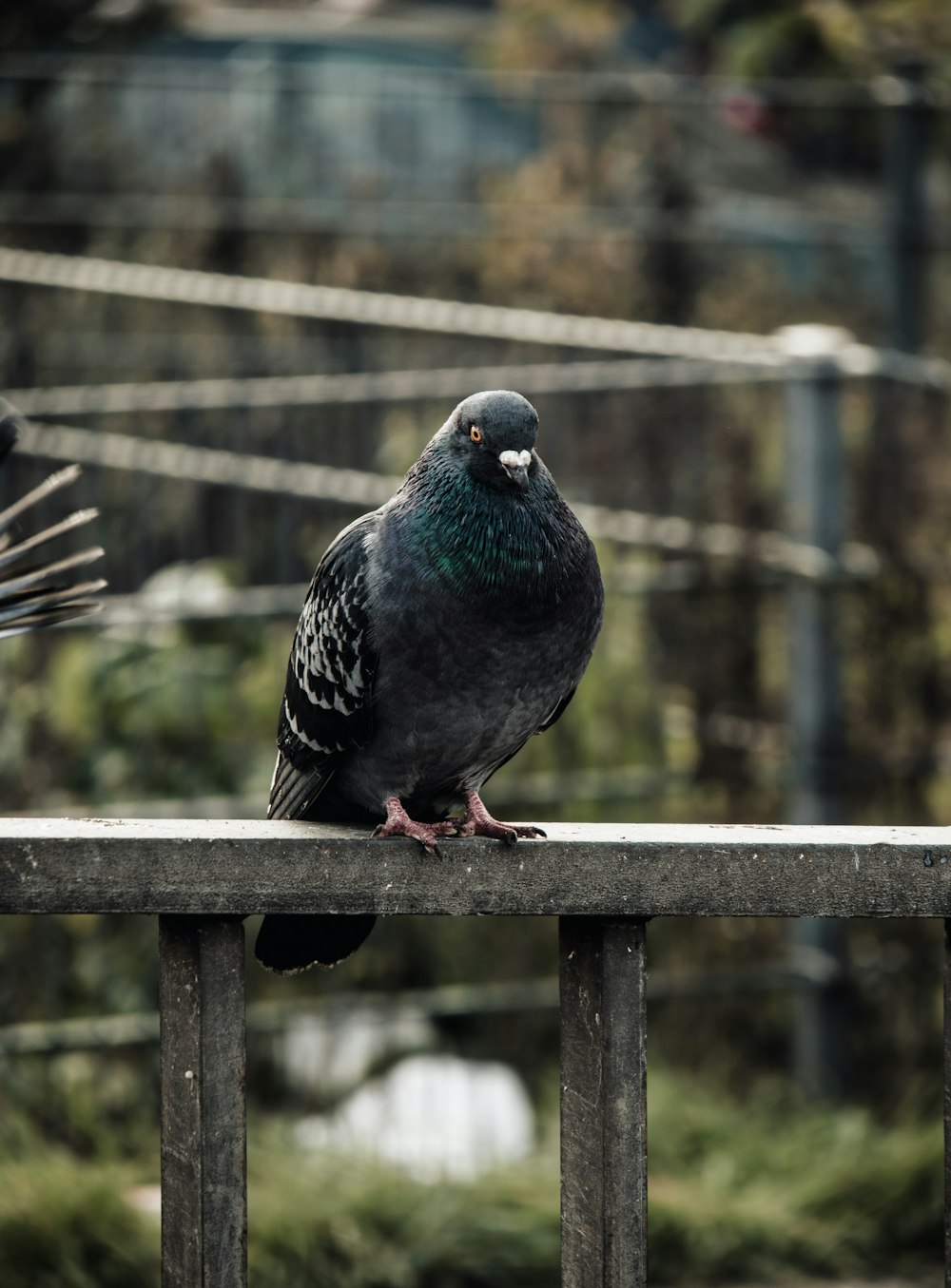 black and green bird on brown wooden fence during daytime