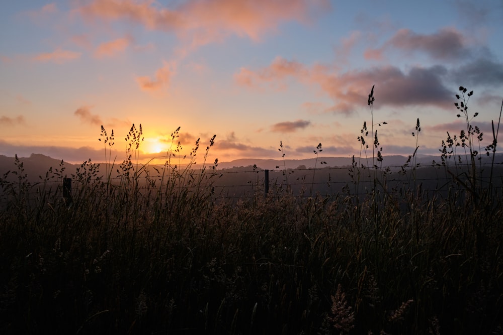 green grass field during sunset