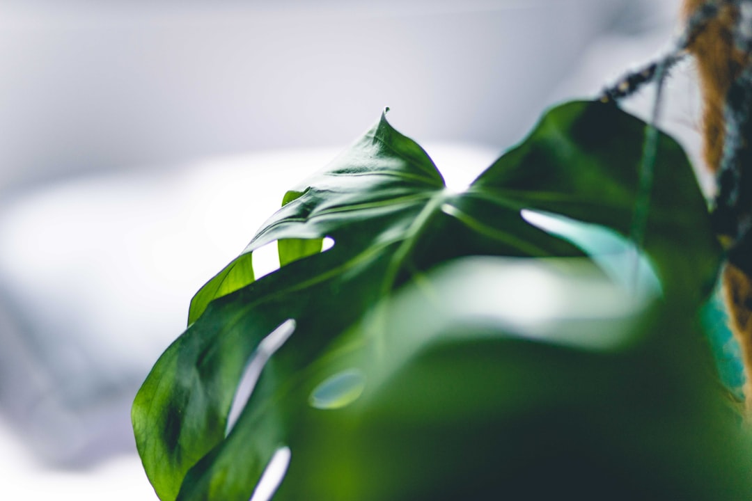 green leaves in close up photography