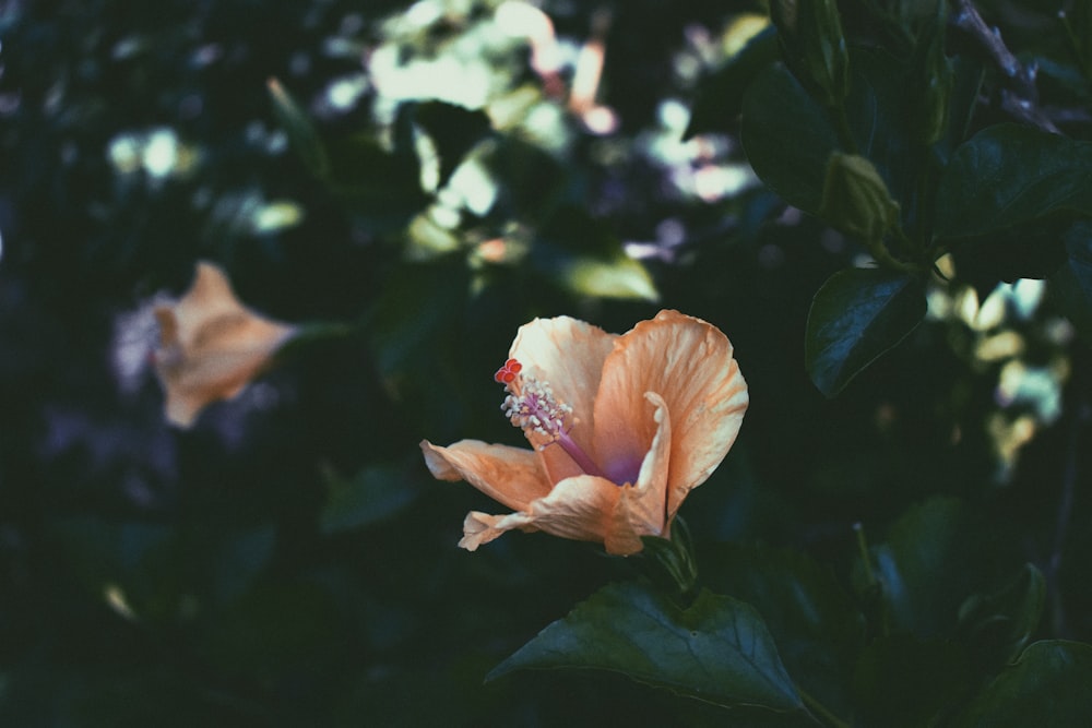 pink flower in tilt shift lens