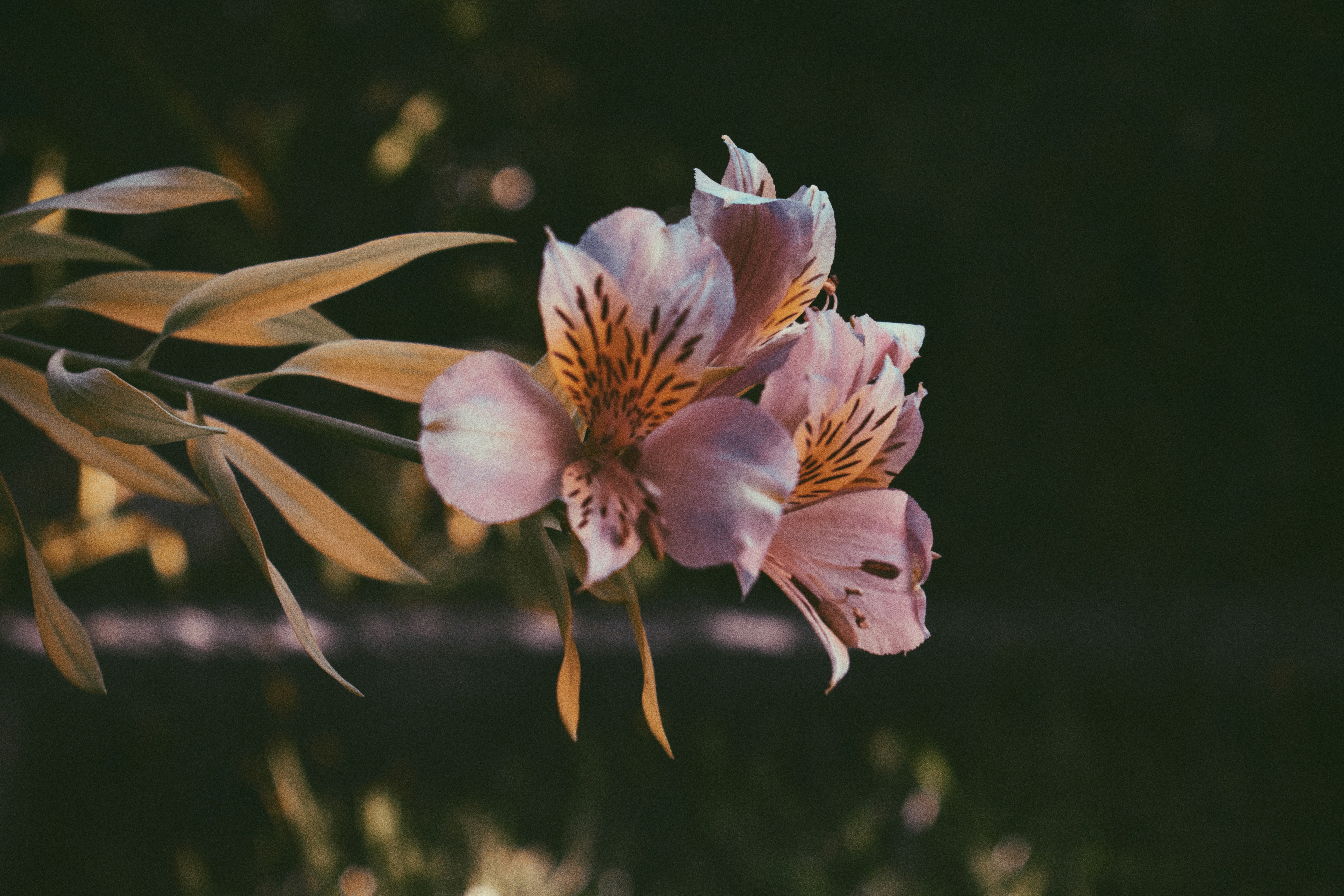 white and purple flower in tilt shift lens