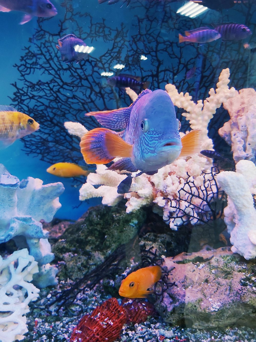peixes amarelos e brancos no tanque de peixes