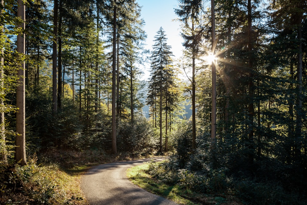 Grüne Bäume auf braunem Feldweg tagsüber