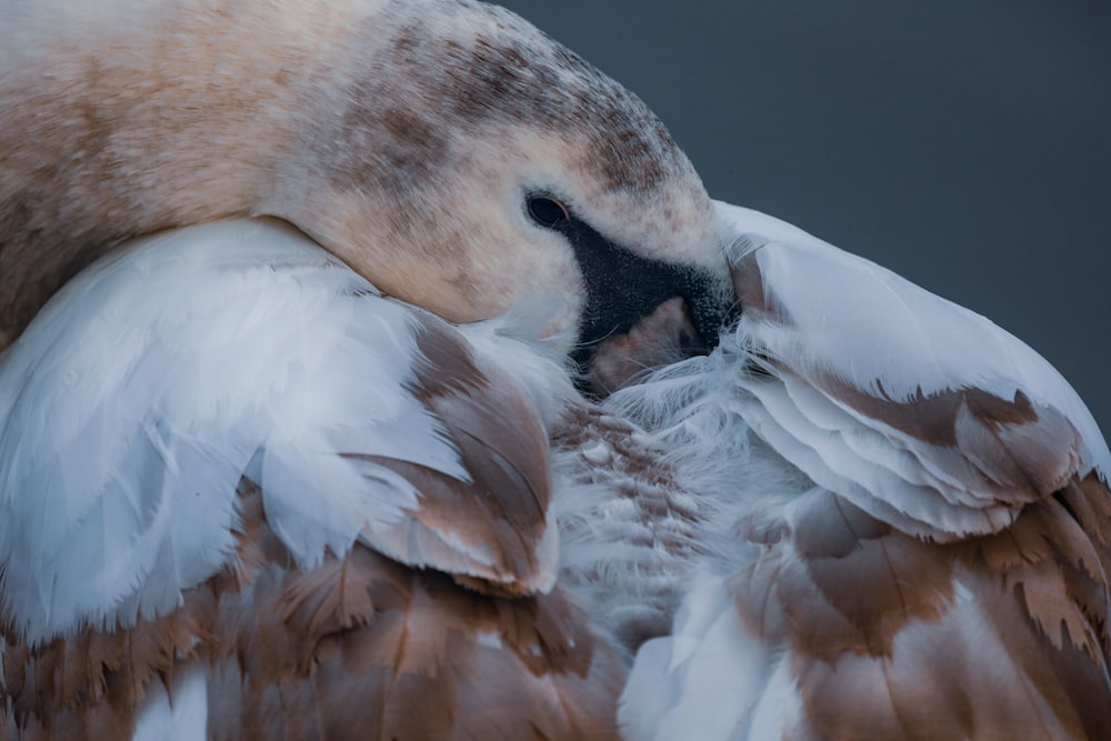 canard blanc et brun en gros plan photographie