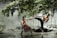 Two men are depicted engaged in martial arts practice in a serene natural setting with a misty backdrop. Overhanging leafy branches and flowing water create a picturesque environment. One man is performing a high kick while the other assumes a defensive stance.