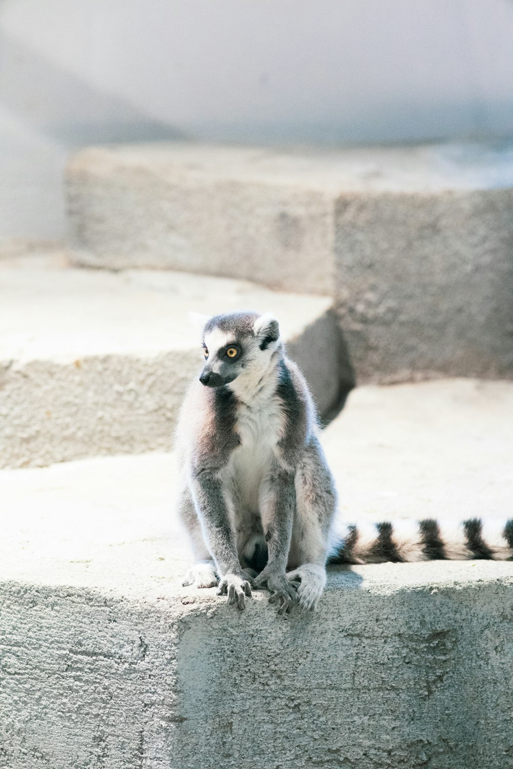 white and black lemur on brown sand during daytime