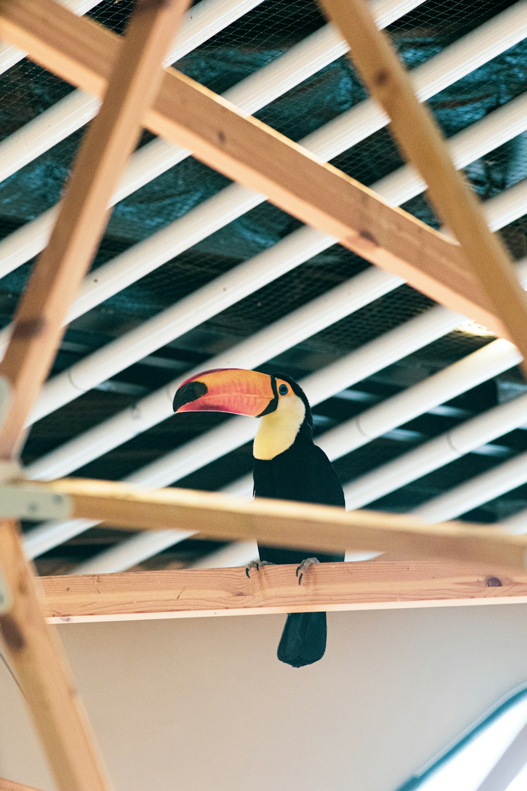 black yellow and white bird on brown wooden fence during daytime