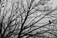 A close-up of ravens perched silently on gnarled branches against a dusky sky.
