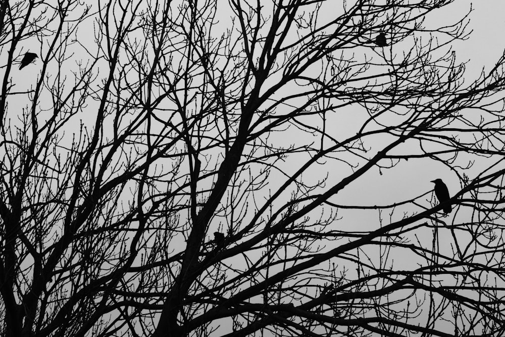 leafless tree under white sky