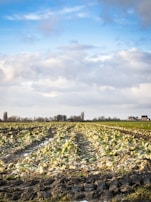 A vast agricultural field with rows of green crops, likely cabbages, stretching into the distance. The sky above is mostly cloudy with patches of blue visible. Several bare trees and scattered houses are visible on the horizon, indicating a rural setting.