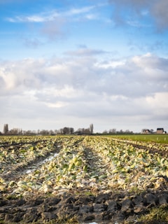 A vast agricultural field with rows of green crops, likely cabbages, stretching into the distance. The sky above is mostly cloudy with patches of blue visible. Several bare trees and scattered houses are visible on the horizon, indicating a rural setting.