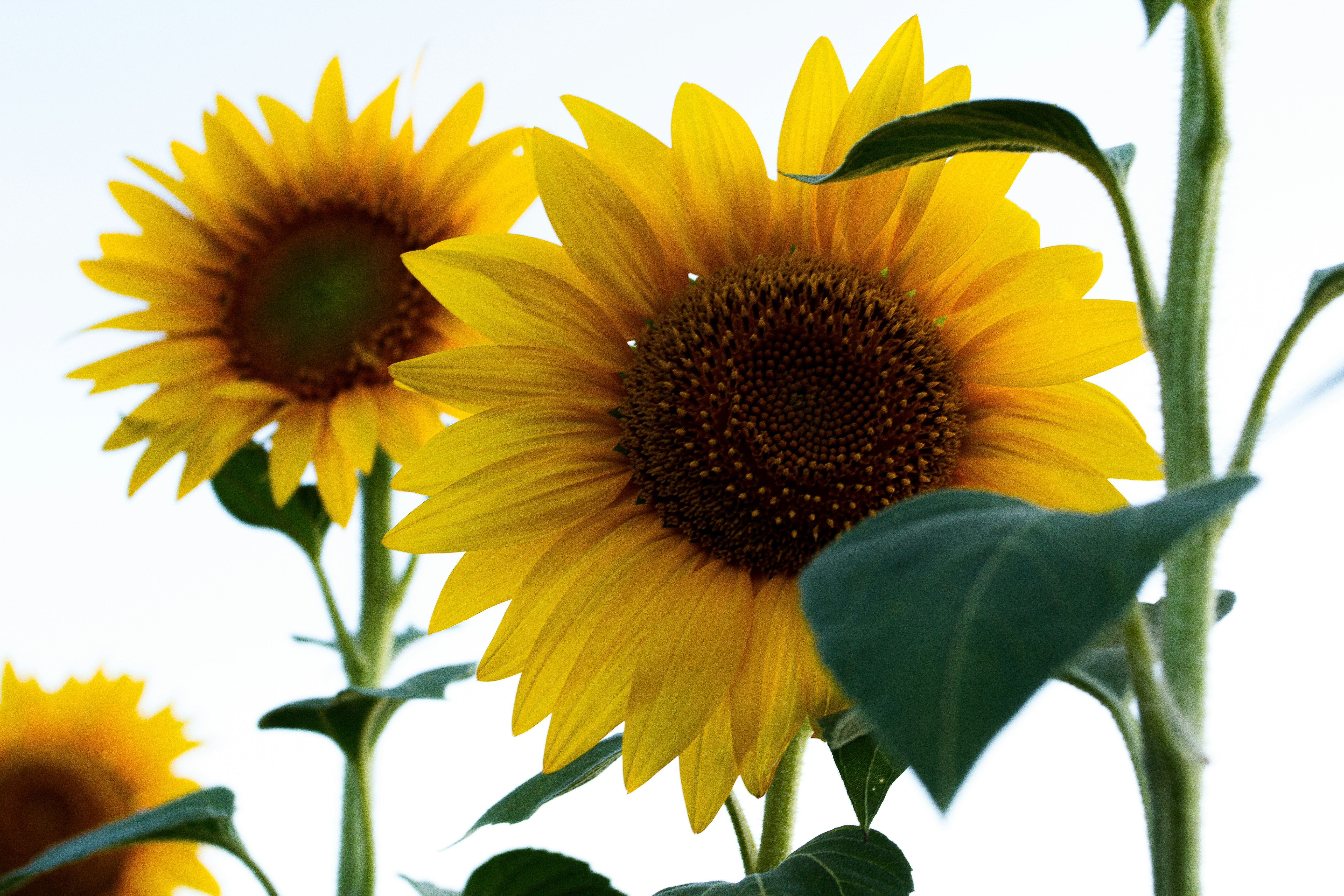 two sunflowers on the field