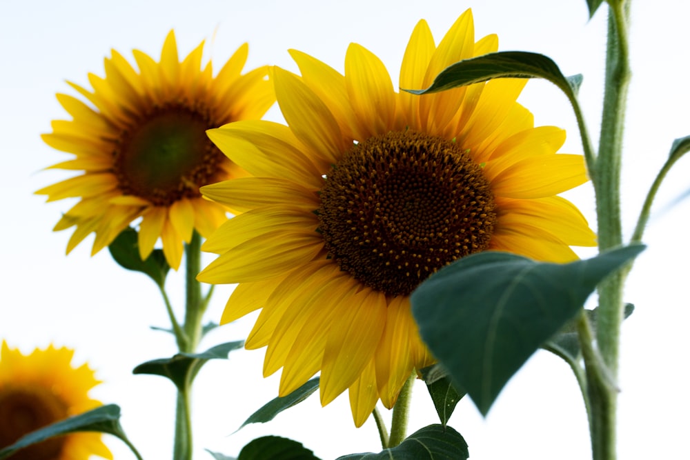 yellow sunflower in close up photography