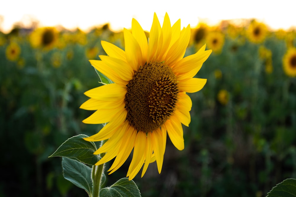 yellow sunflower in close up photography