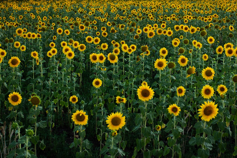 yellow flower field during daytime