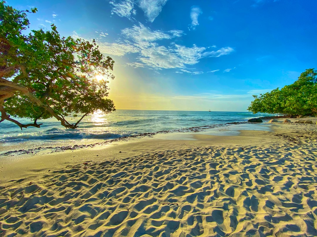 green tree on brown sand near sea during daytime