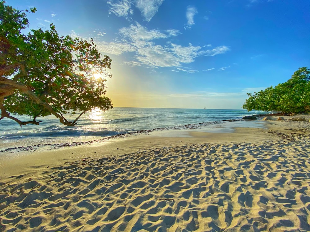 green tree on brown sand near sea during daytime