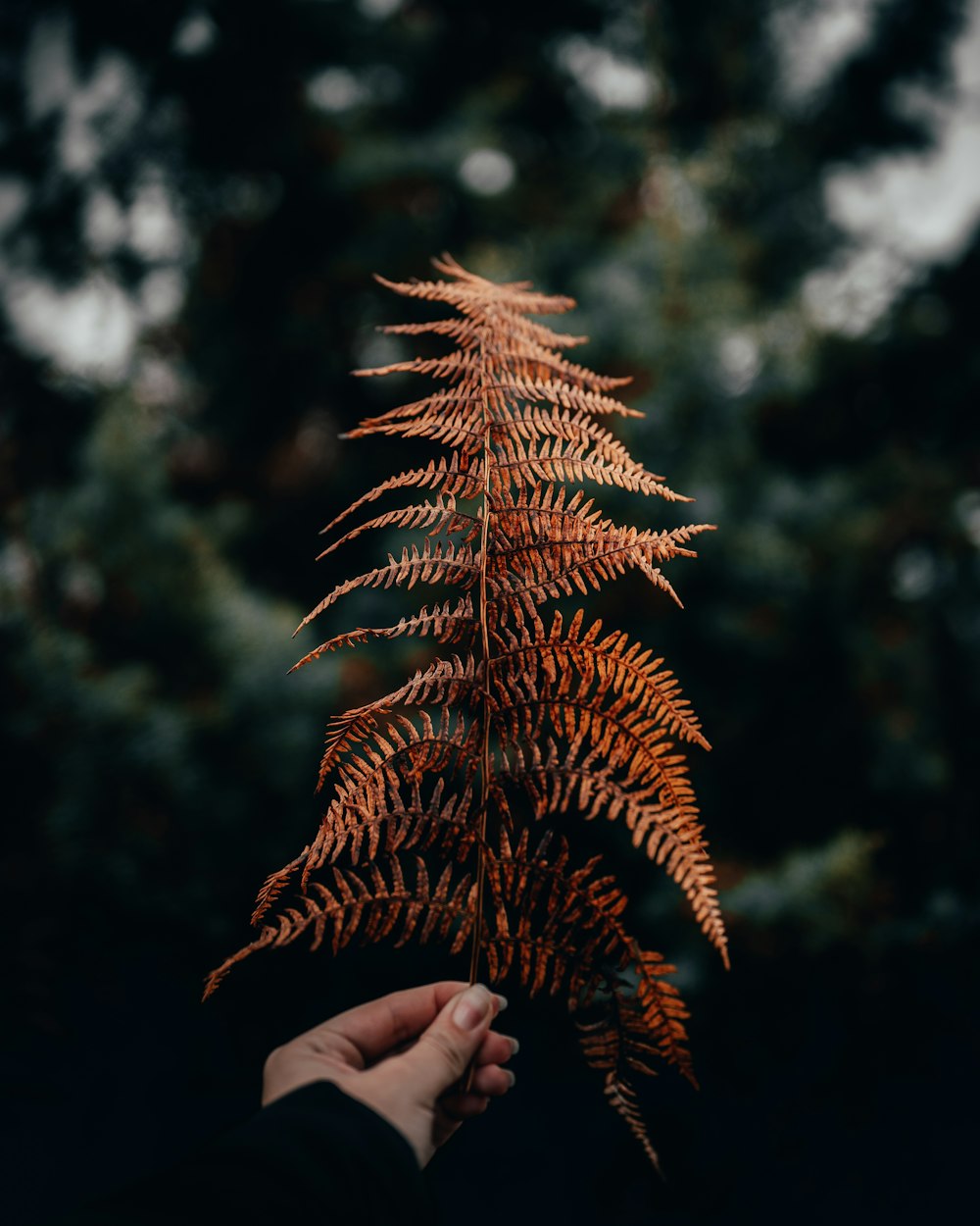 person holding brown pine cone