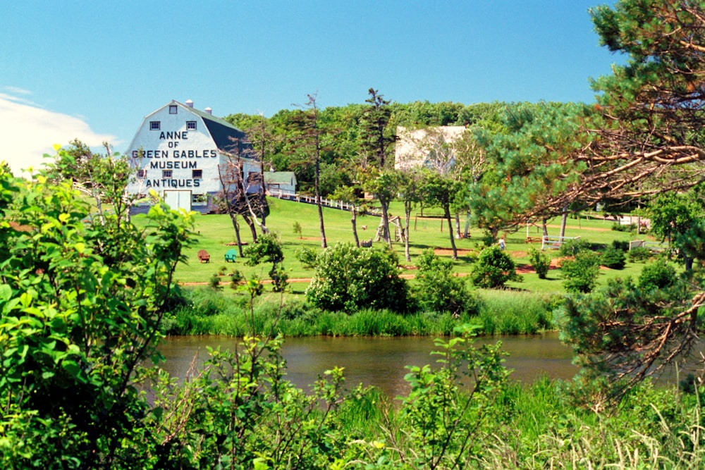 green trees near body of water during daytime