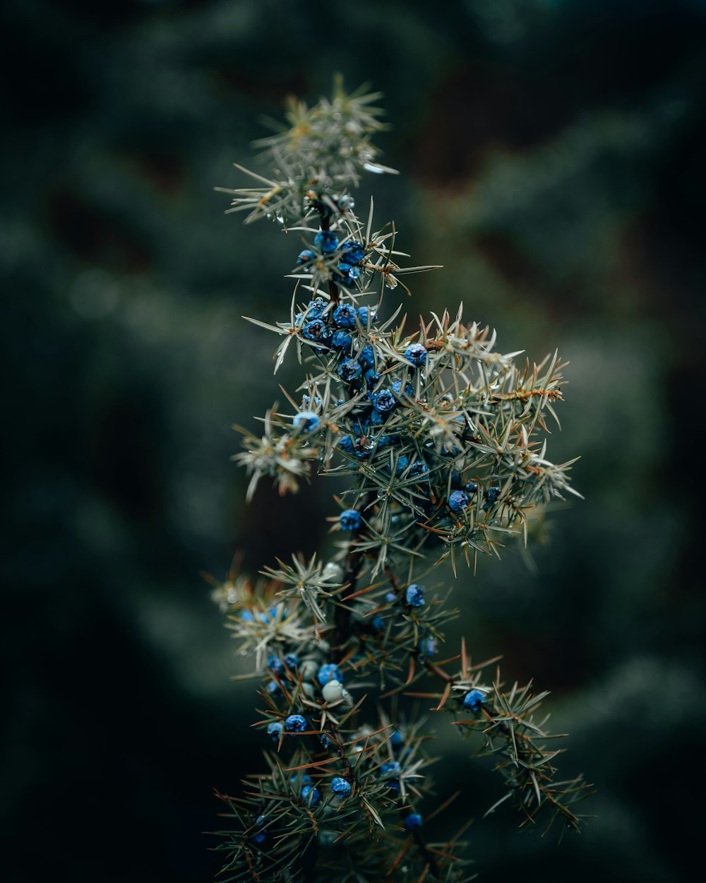 blue and white flower in tilt shift lens