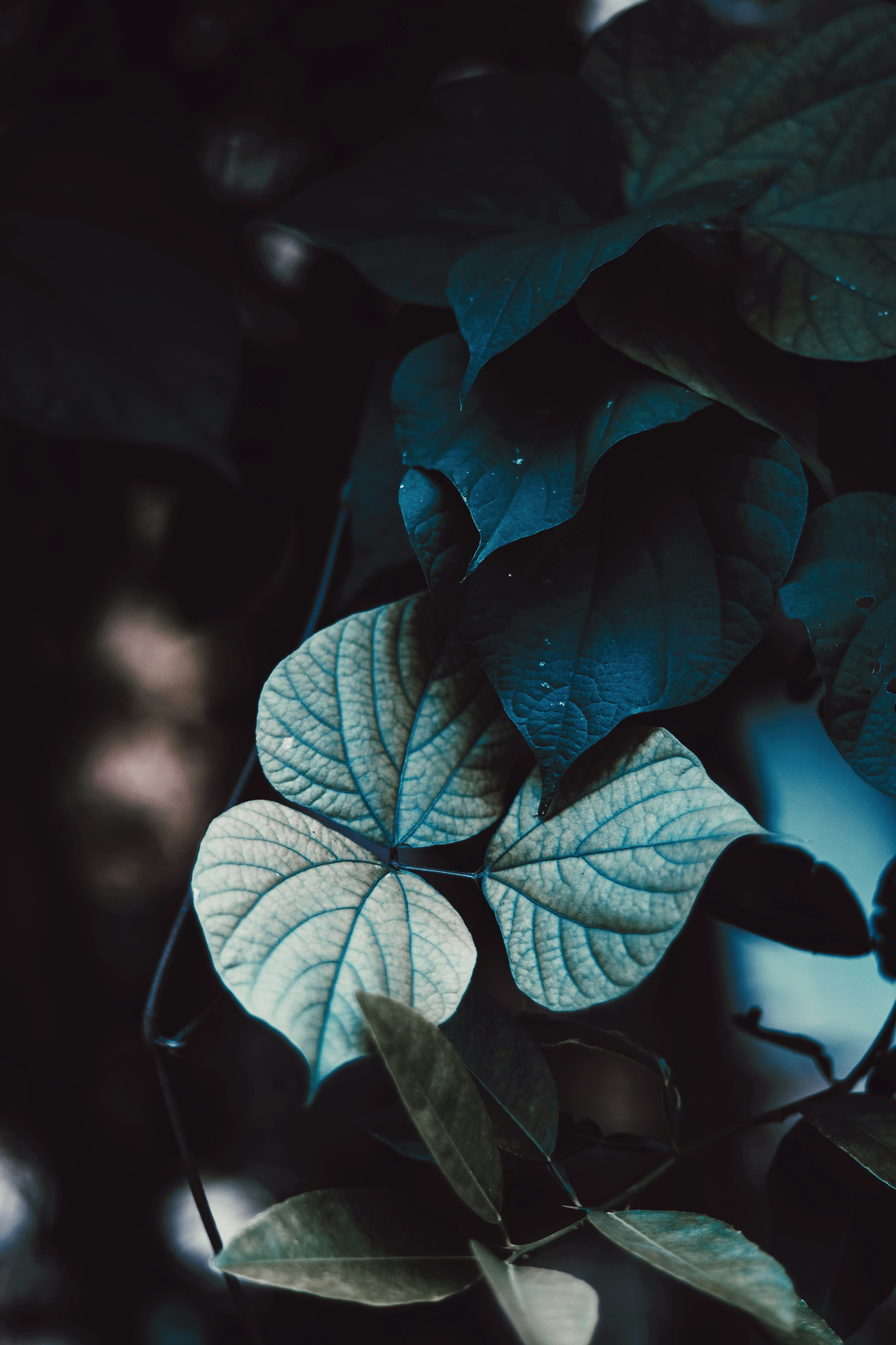 Photo by dhilipantony