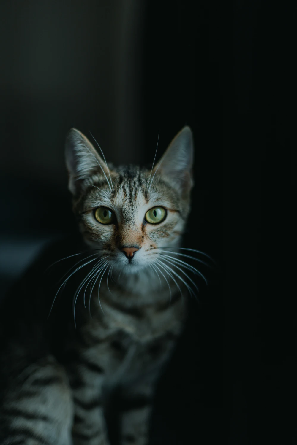 Chat tigré sur fond sombre, photo d'illustration