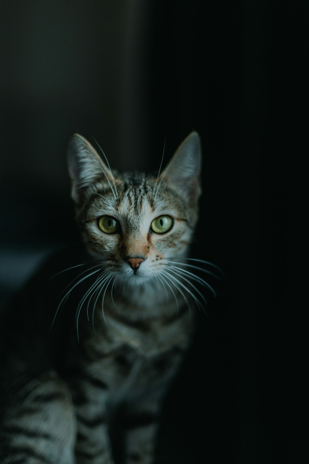 brown tabby cat in black background