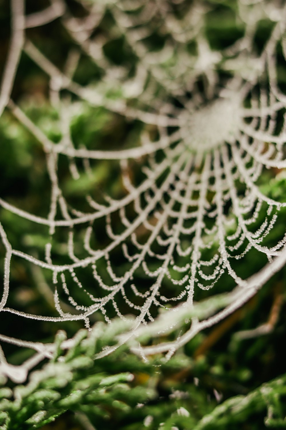 spider web in close up photography