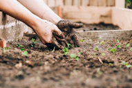 hands planting seedlings in garden soil