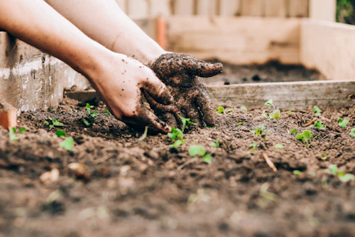 Hands planting seedlings in garden soil