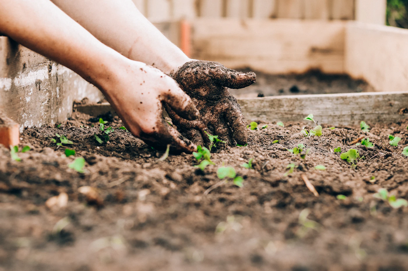 Hands planting seedlings in soil