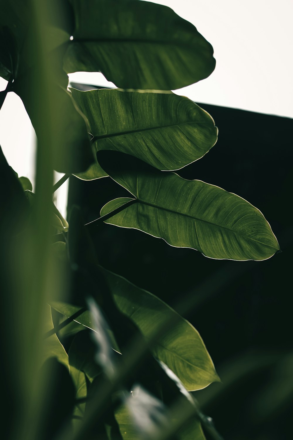 green plant with water droplets