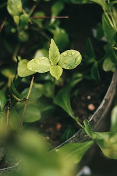A close-up view of a small plant with fresh, light green leaves covered in sparkling water droplets. The plant is surrounded by a variety of other green foliage, creating a lush and vibrant atmosphere. The background and setting appear slightly blurred, focusing attention on the central plant.
