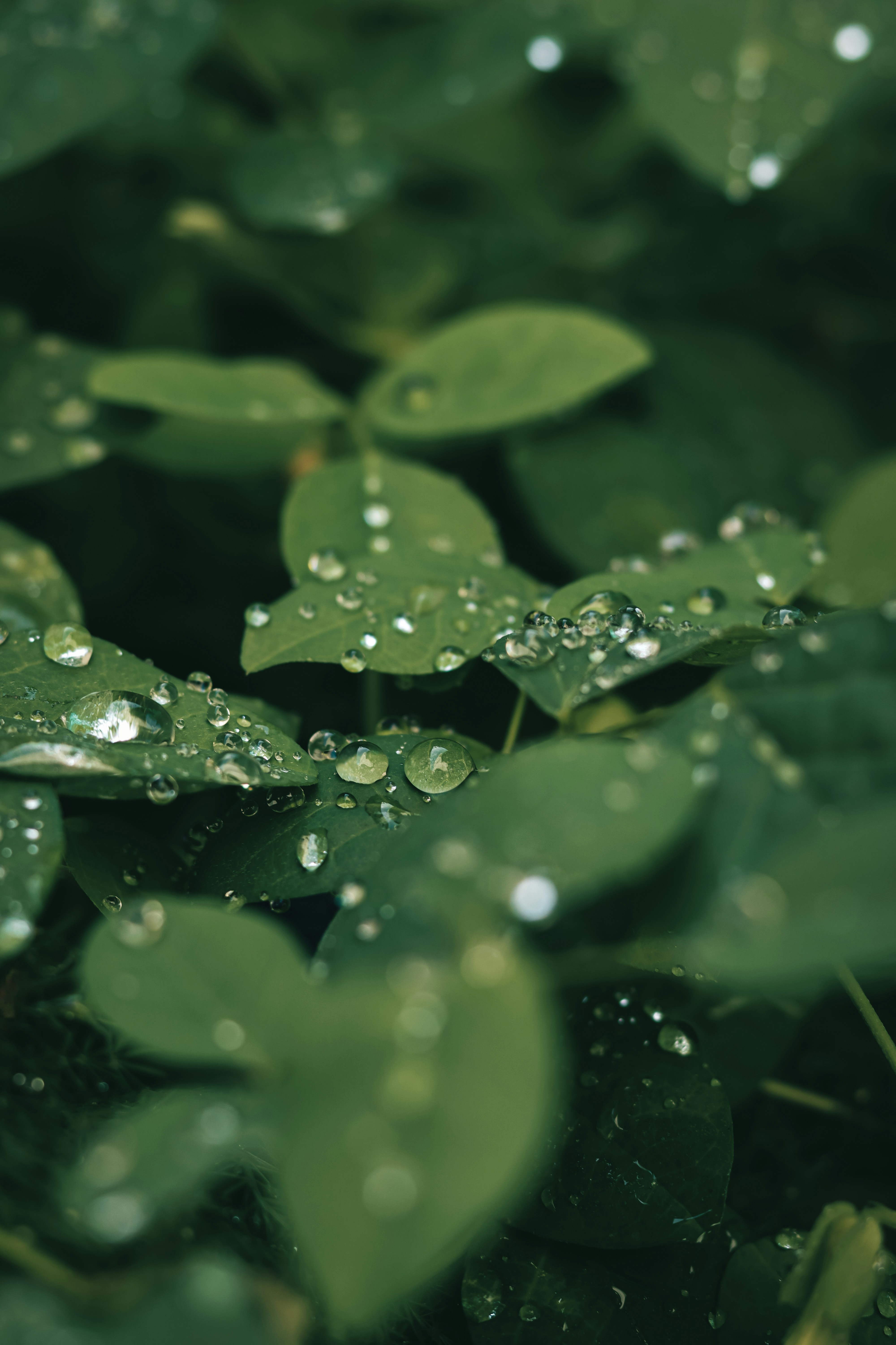 Photo by dhilipantony