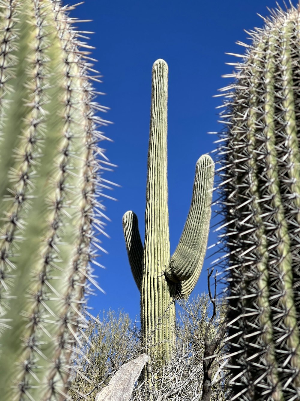 green cactus plant during daytime