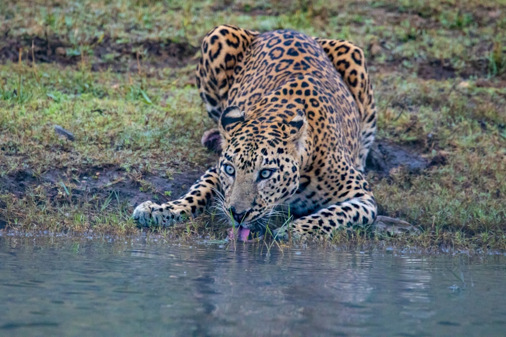 leopard drinking water on water during daytime