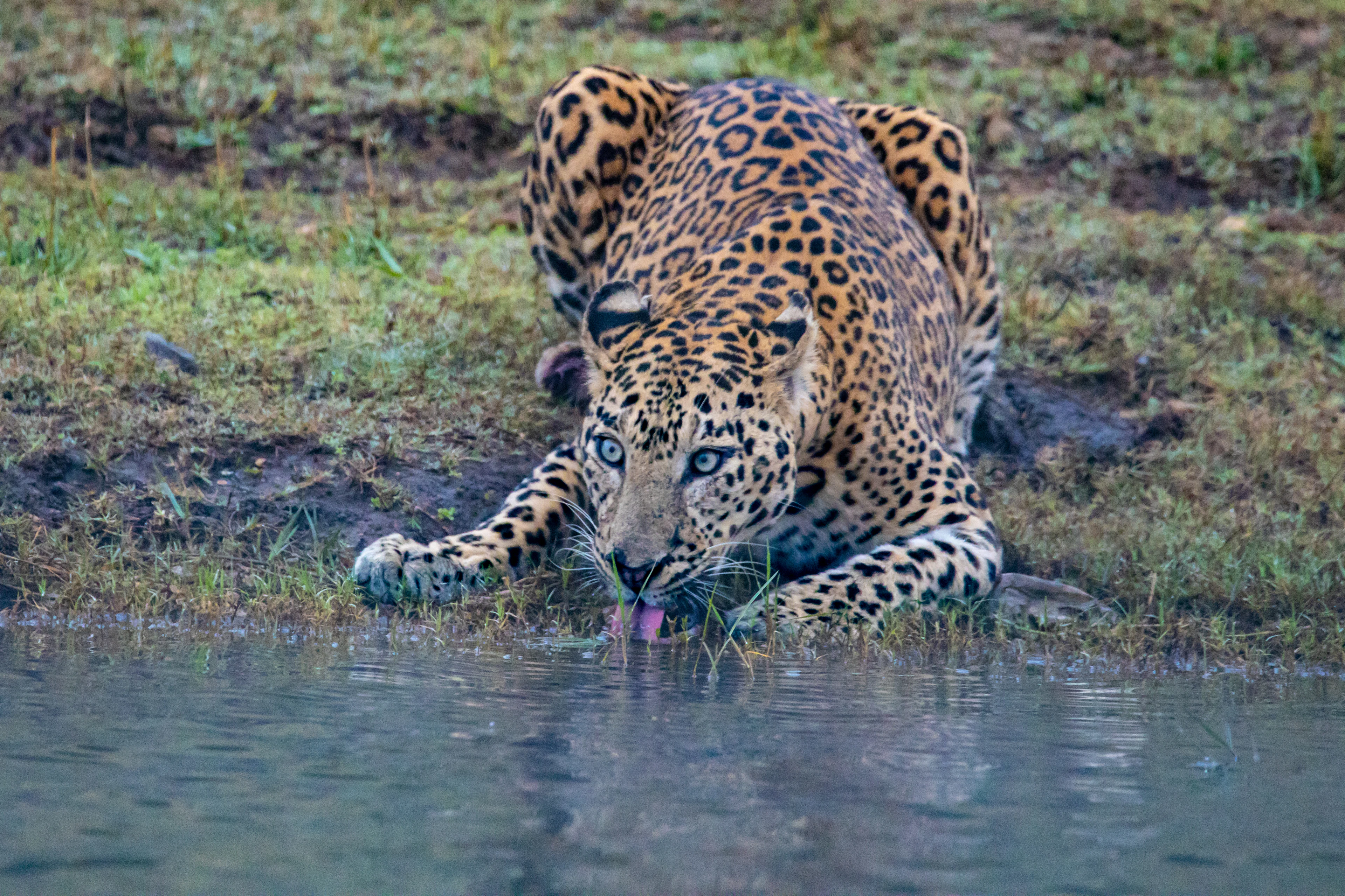 A leopard drinking at a waterhole